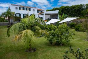 a palm tree in the yard of a house at Casa da Quinta in Vila Franca do Campo