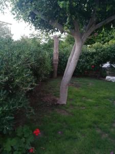 un árbol en un patio con flores en la hierba en Kelly's en Chrissi Akti