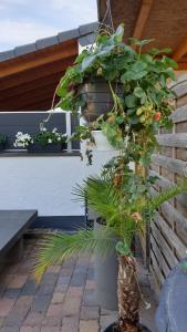 eine Topfpflanze in einem Topf auf einer Terrasse in der Unterkunft Ferienwohnung Ela 1 in Andernach
