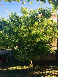 Ein Garten an der Unterkunft Holiday Home Casa Bianca