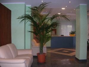 a living room with a couch and a palm tree at Sea Garden Hotel in Acquappesa