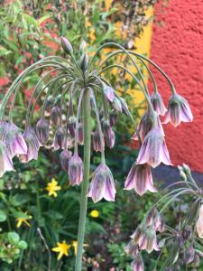 a bunch of purple flowers hanging from a plant at Ferienwohnung Gürth in Kleinhennersdorf