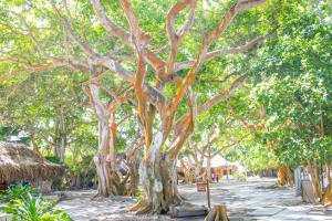 een grote boom met vele takken op een onverharde weg bij Hotel San Pedro de Majagua in Isla Grande