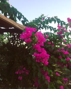 Gallery image of Bahar Bahce Datca in Mesudiye