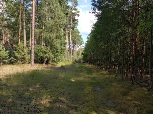 Fotografia z galérie ubytovania Wiktorówka v destinácii Torzym
