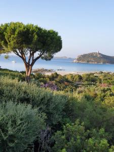 a tree on a hill with a view of the ocean at 4 stagioni in Villasimius