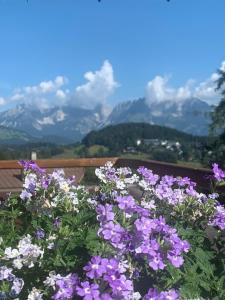 a bunch of purple flowers with mountains in the background at Pension Hinterseer in Kitzbühel