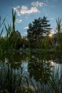 a pond in front of a house with a tree at Apart-Elisabeth in Mieming