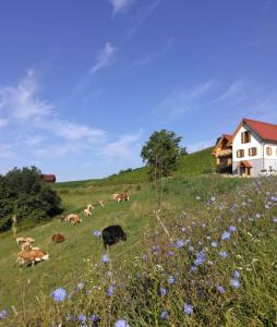 Przyroda w pobliżu tego gospodarstwa agroturystycznego