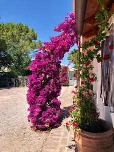 A garden outside Fontebella