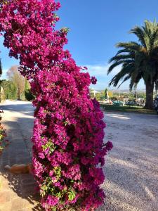 A garden outside Fontebella