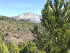 a pine tree with a mountain in the background at La Plaza Vieja in Cuevas del Valle