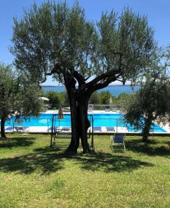 a tree in the grass next to a swimming pool at Villa Molino in Moniga