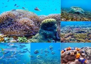 un collage de photos d'un récif corallien dans l'établissement Pranee Amata, à Koh Tao