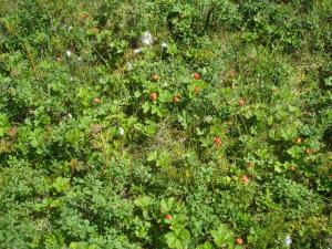 un campo de hierba con bayas rojas. en Hakamajat Cottages, en Syöte