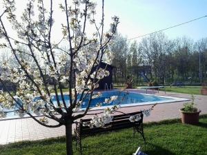 The swimming pool at or close to Little Star pioppa