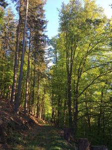 a forest with trees and a dirt road at Waldnest Odenwald in Wald-Michelbach