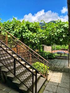 un escalier menant à une bande de vignes dans l'établissement Achela's Guesthouse, à Bordjomi