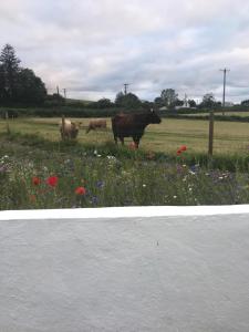 two cows are standing in a field of flowers at Toddys Cottage & Stables in Cavan