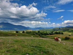 un grupo de vacas pastando en un campo de hierba en Cladich House Bed & Breakfast, en Cladich