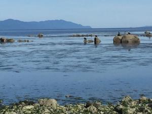 a group of birds standing on rocks in the water at Estuary House Reflexology B&B in Courtenay