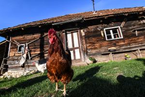 a rooster standing in front of a cabin at Domaćinstvo Filipović in Rakovica +65 photos