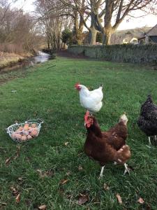 a group of chickens standing in the grass near a basket of eggs at The Burnside in Edmondbyers