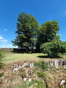 deux arbres dans un champ herbeux avec deux arbres dans l'établissement Au bon Vivant, à Dampierre-sur-Salon