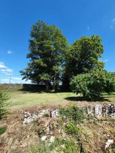 two trees in a grassy field with two trees at Au bon Vivant in Dampierre-sur-Salon