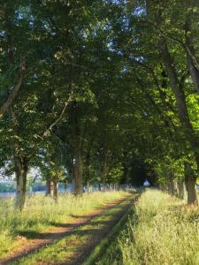 una strada sterrata con alberi su entrambi i lati di Chateau De Piedouault a Jallais