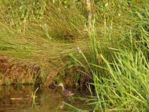 a duck in the water next to some tall grass at The Burnside in Edmondbyers