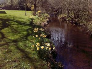 a stream of water with flowers in the grass at The Burnside in Edmondbyers