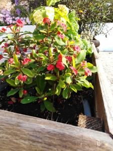 a wooden box filled with flowers in a garden at Melina Skiathos in Kolios