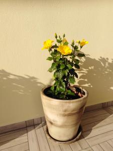 uma planta num vaso sentado num piso de madeira em Melina Skiathos em Kolios