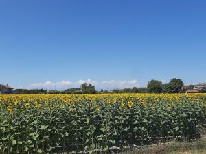 Φωτογραφία από το άλμπουμ του Regina di Cuori Rooms σε SantʼElpidio a Mare +40 φωτογραφίες