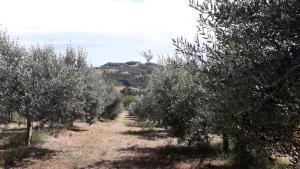uma linha de oliveiras num pomar em Sulla Strada di San Francesco em Assis