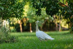 Fotografie z fotogalerie ubytování Olympos Lodge v destinaci Çıralı + 57 fotografií