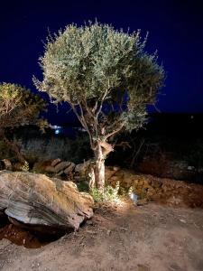 a tree sitting next to a large rock at Spanos Apartments in Agios Petros
