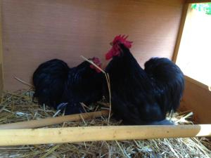 dos pollos están de pie en un montón de heno en Ca' de l'Ase, en Pontinvrea