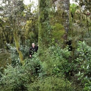 a man standing next to a tree in a forest at Stopforths Motel in Hokitika