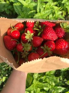 a person is holding a box of strawberries at Agriturismo Lemire in San Pietro di Feletto