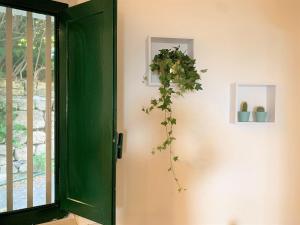 una porta verde con una pianta sul muro di Tambu a mare ad Augusta