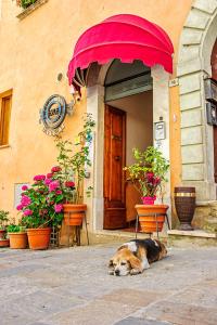 pies leżący na ziemi przed budynkiem w obiekcie Meublè Evoè w mieście Montepulciano