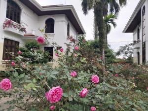 ein Büschen rosa Rosen vor einem Haus in der Unterkunft Vạn Xuân Royal Hotel in Ninh Bình