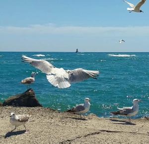 a flock of seagulls on a beach with the ocean at Апартаменти Бриз 1 in Pomorie
