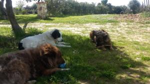 Imagen de la galería de Orange Ville, en Villamassargia