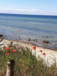 a beach with red poppies and the ocean at Ferienwohnung Storchenblick in Zurow