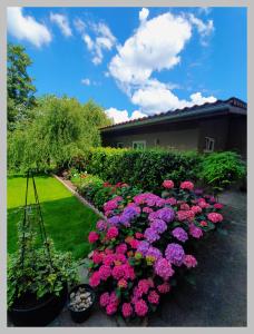un jardín con flores rosas en un patio en Kolev Apartments, en Kelsterbach