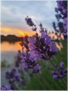 a bunch of purple flowers with the sunset in the background at Kolev Apartments in Kelsterbach