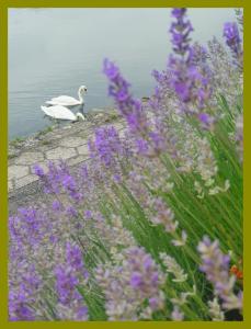 a swan swimming in the water next to purple flowers at Kolev Apartments in Kelsterbach